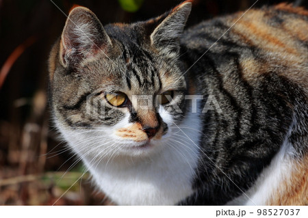 公園に捨てられた野良猫 公園に捨てられた野良猫 98527037