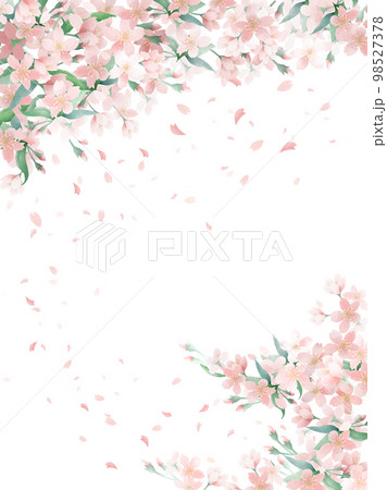 桜の淡い水彩の背景 桜の淡い水彩の背景 98527378