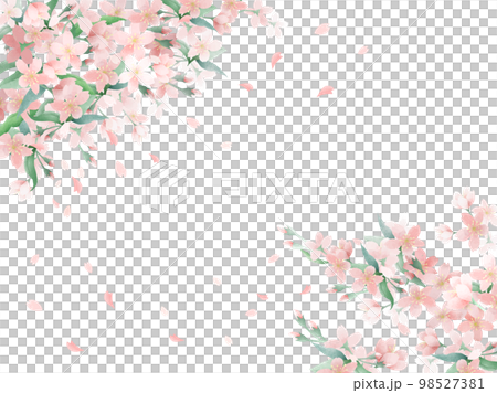 桜の淡い水彩の背景 98527381