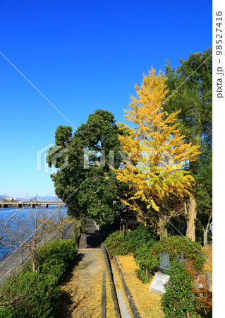 朝霧橋から見た宇治川右岸黄葉風景 98527416