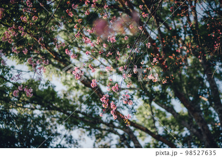 Pink Cherry Blossoms Pink Cherry Blossoms 98527635