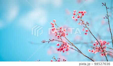Pink Cherry Blossoms 98527636