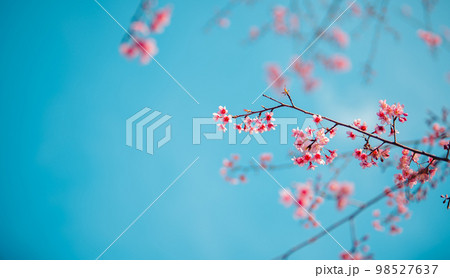 Pink Cherry Blossoms 98527637