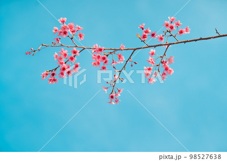 Pink Cherry Blossoms 98527638