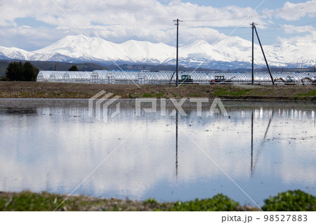 春の水田と残雪の山並み 98527883