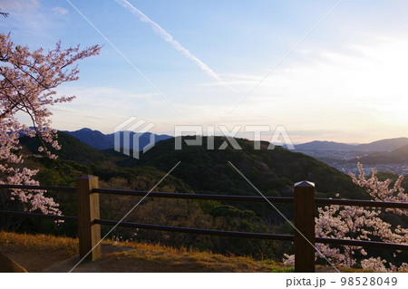 兵庫県 桜の咲く洲本城からの景色 兵庫県 桜の咲く洲本城からの景色 98528049