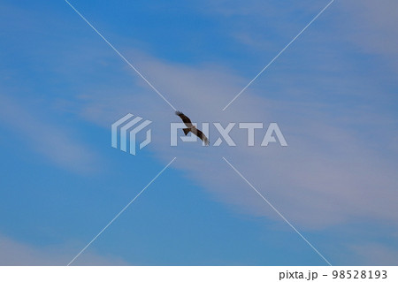 トンビ 飛翔 トンビ 飛翔 98528193