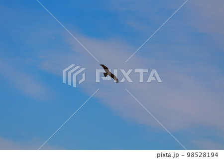 トンビ　飛翔 98528194