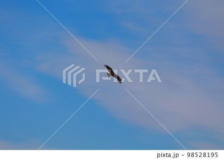 トンビ 飛翔 トンビ 飛翔 98528195