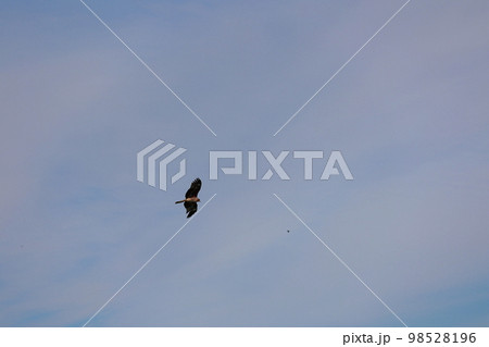 トンビ　飛翔 98528196
