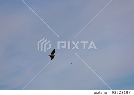 トンビ 飛翔 トンビ 飛翔 98528197