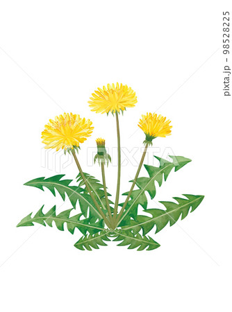 水彩のたんぽぽのイラスト 水彩のたんぽぽのイラスト 98528225