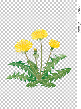 水彩のたんぽぽのイラスト 水彩のたんぽぽのイラスト 98528225