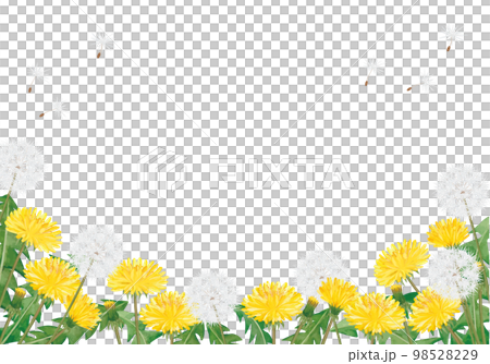 水彩のたんぽぽのイラスト背景 98528229