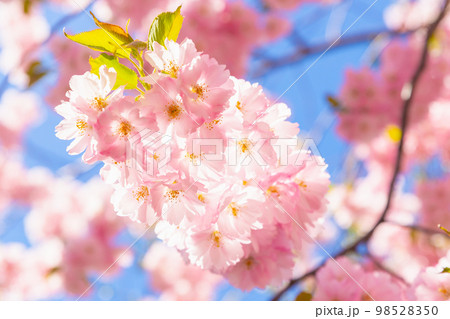 Pink Cherry tree sakura blossom in bright sunshine on blue sky. Close-up. Beautiful flower a lot, background texture full frame, spring time. Selective focus 98528350