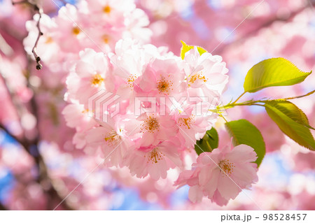 Pink Cherry tree sakura blossom in bright sunshine on blue sky. Close-up. Beautiful flower a lot, background texture full frame, spring time. Selective focus Pink Cherry tree sakura blossom in bright sunshine on blue sky. Close-up. Beautiful flower a lot, background texture full frame, spring time. Selective focus 98528457
