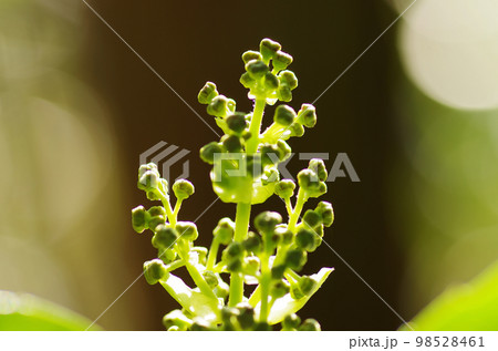 アオキのつぼみ アオキのつぼみ 98528461