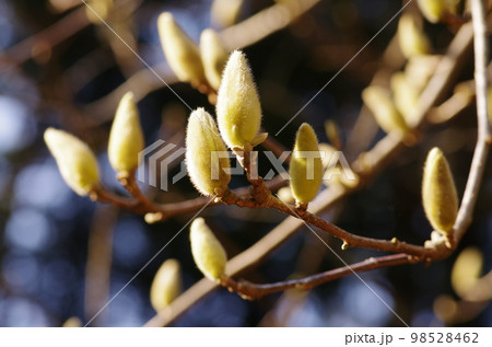 モクレンのつぼみ モクレンのつぼみ 98528462