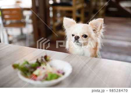ドッグカフェのテーブル席で前菜のサラダを目の前に座るロングコートチワワ 98528470