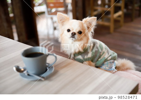 ドッグカフェのテーブル席でコーヒーを目の前に座るロングコートチワワ ドッグカフェのテーブル席でコーヒーを目の前に座るロングコートチワワ 98528471