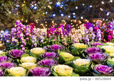 あしかがフラワーパークのイルミネーション　光の花の庭　栃木県足利市 98528664