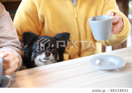 ドッグカフェのテーブル席で飼い主二人に囲まれてコーヒーを目の前に座るロングコートチワワ 98528691