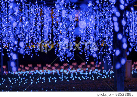 あしかがフラワーパークのイルミネーション　光の花の庭　光のふじのはな物語　栃木県足利市 98528893