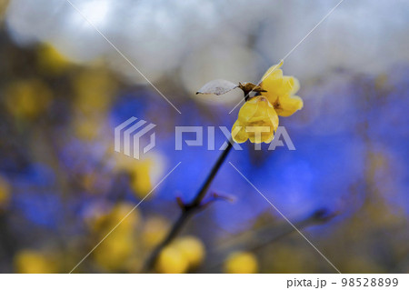 あしかがフラワーパークのイルミネーション　光の花の庭　園内に咲くロウバイ　栃木県足利市 98528899