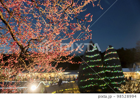 あしかがフラワーパークのイルミネーション　光の花の庭　梅の木　栃木県足利市 98528994