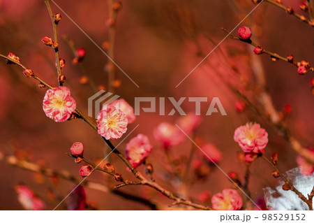 あしかがフラワーパークのイルミネーション 光の花の庭 紅梅 栃木県足利市 あしかがフラワーパークのイルミネーション 光の花の庭 紅梅 栃木県足利市 98529152