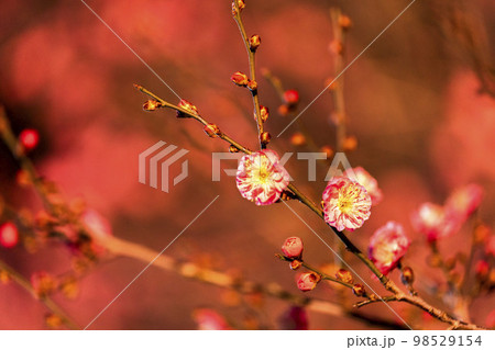 あしかがフラワーパークのイルミネーション　光の花の庭　紅梅　栃木県足利市 98529154