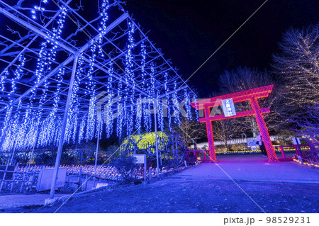 あしかがフラワーパークのイルミネーション　光の花の庭　大藤神社の鳥居　栃木県足利市 98529231