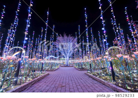 あしかがフラワーパークのイルミネーション　光の花の庭　光のバラ園　栃木県足利市 98529233