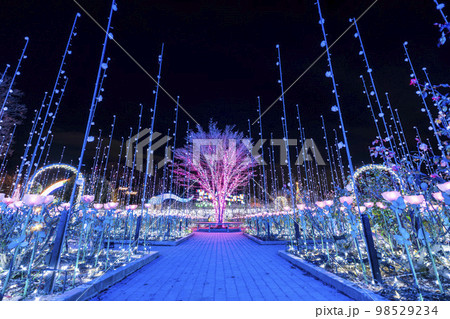 あしかがフラワーパークのイルミネーション 光の花の庭 光のバラ園 栃木県足利市 あしかがフラワーパークのイルミネーション 光の花の庭 光のバラ園 栃木県足利市 98529234