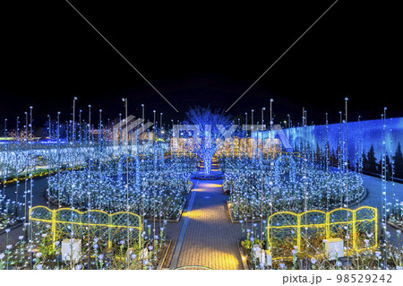 あしかがフラワーパークのイルミネーション 光の花の庭 光のバラ園 栃木県足利市 あしかがフラワーパークのイルミネーション 光の花の庭 光のバラ園 栃木県足利市 98529242