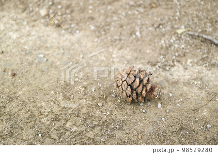 まつぼっくり 98529280