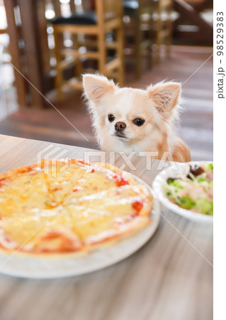 ドッグカフェで食事を目の前にお座りをする1頭のロングコートチワワ 98529383