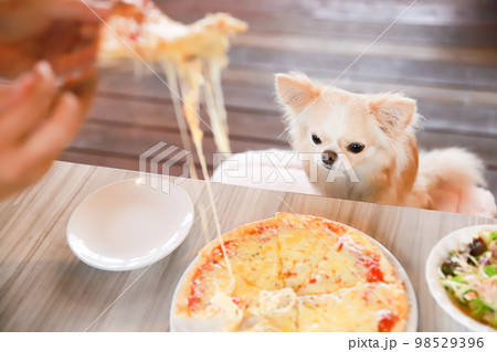 ドッグカフェで食事を目の前にお座りをする1頭のロングコートチワワ ドッグカフェで食事を目の前にお座りをする1頭のロングコートチワワ 98529396