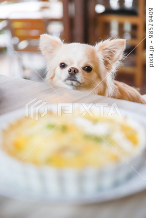 ドッグカフェで食事を目の前にお座りをする1頭のロングコートチワワ 98529409