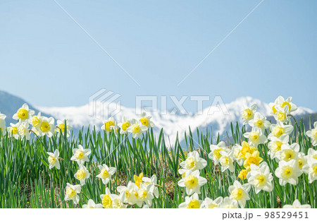 駒ケ根市　光前寺前の水仙と雪山 98529451