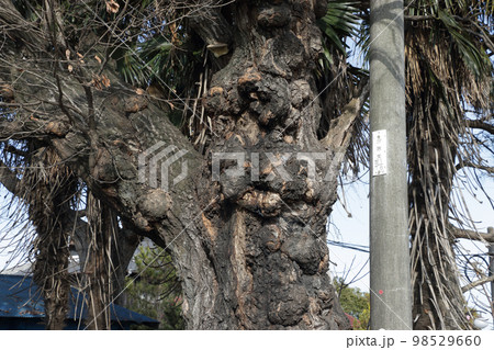 樹の瘤　桜 98529660