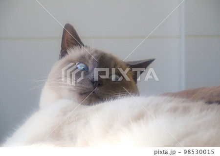 ベッドの上でくつろいでこちらを見つめるシャム系猫 ベッドの上でくつろいでこちらを見つめるシャム系猫 98530015