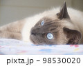 ベッドの上で寝転ぶシャム系猫のアップ 98530020