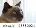 キリッとした表情のシャム系猫のアップ 98530021