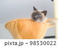 ハンモックから顔を出すシャム系猫 98530022