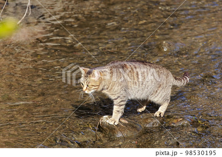 川を渡る猫 川を渡る猫 98530195