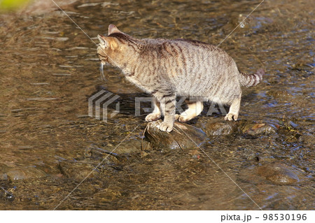 川を渡る猫 川を渡る猫 98530196