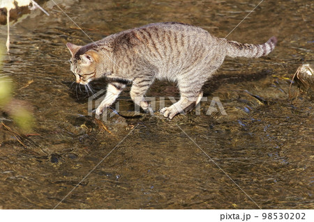 川を渡る猫 98530202