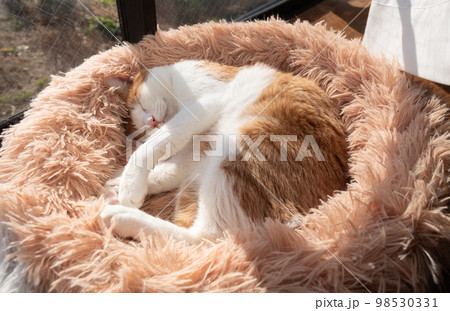 眠る猫 茶トラ白 眠る猫 茶トラ白 98530331