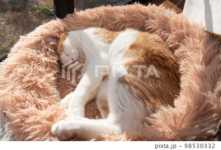 眠る猫 茶トラ白 眠る猫 茶トラ白 98530332